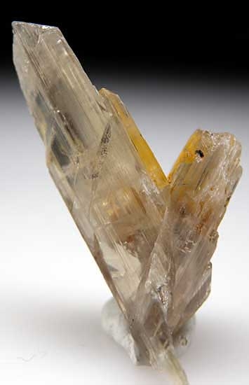 Diaspore from Aydun, Mugula, Turkey [db_pics/pics/e614a.jpg]