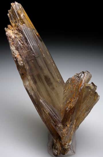 Diaspore from Aydun, Mugula, Turkey [db_pics/pics/e628a.jpg]