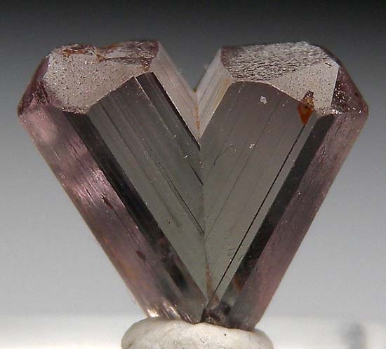 Diaspore from Aydun, Mugula, Turkey [db_pics/pics/f437a.jpg]