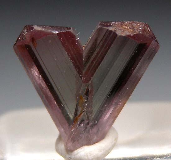 Diaspore from Aydun, Mugula, Turkey [db_pics/pics/f437c.jpg]