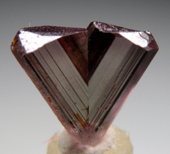 Diaspore from Aydun, Mugula, Turkey [db_pics/pics/f441a.jpg]