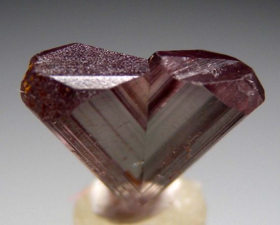 Diaspore from Aydun, Mugula, Turkey [db_pics/pics/f441c.jpg]