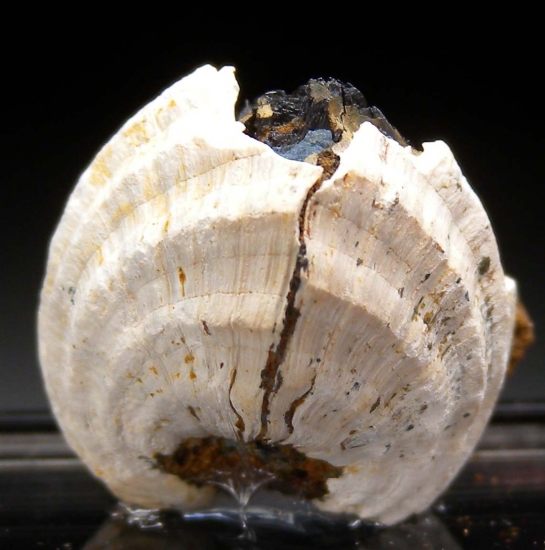 Vivianite from Kertch, Crimea, Ukraine [db_pics/pics/lp514d.jpg]