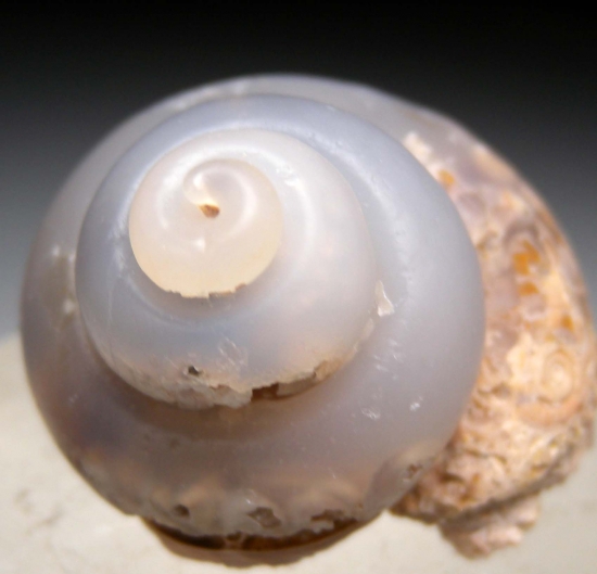 Chalcedony after fossil Gastropod from USA [db_pics/pics/mk614b.jpg]