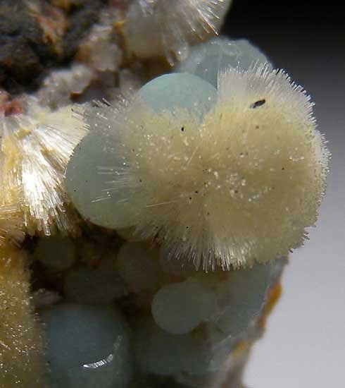 Wavellite on Variscite from Willard Mine, Lovelock, Nevada [db_pics/pics/na480c.jpg]