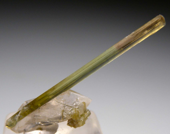 Tourmaline on Quartz from Himalaya Mine, Mesa Grande, San Diego Co., California, USA [db_pics/pics/p351a.jpg]