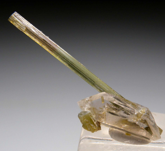 Tourmaline on Quartz from Himalaya Mine, Mesa Grande, San Diego Co., California, USA [db_pics/pics/p351c.jpg]