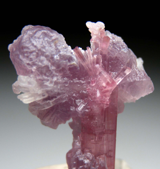 Tourmaline with Lepidolite from Himalaya Mine, Mesa Grande, San Diego Co., California, USA [db_pics/pics/p357b.jpg]