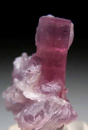 Tourmaline with Lepidolite from Himalaya Mine, Mesa Grande, San Diego Co., California, USA [db_pics/pics/p357c.jpg]