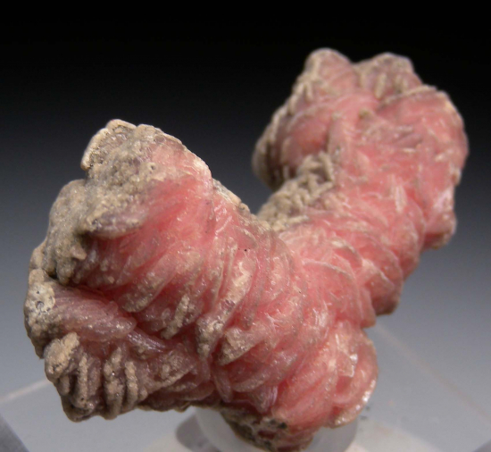 Rhodochrosite stalactite from Capillitas Mine, Catamarca Prov., Argentina [db_pics/pics/p539c.jpg]