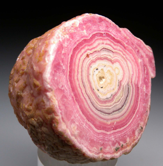 Rhodochrosite stalactite from Capillitas Mine, Catamarca Prov., Argentina [db_pics/pics/p558c.jpg]