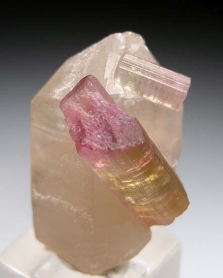 Elbaite on Quartz from Himalaya Mine, San Diego Co., California, USA [db_pics/pics/t503a.jpg]