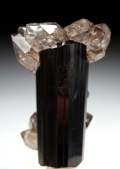 Quartz on Schorl from Skardu, Pakistan [db_pics/pics/t521a.jpg]