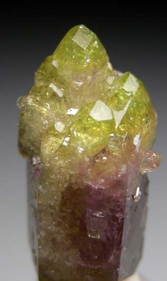 Vesuvianite from Jeffrey Mine, Asbestos, Quebec, Canada [db_pics/pics/t695c.jpg]