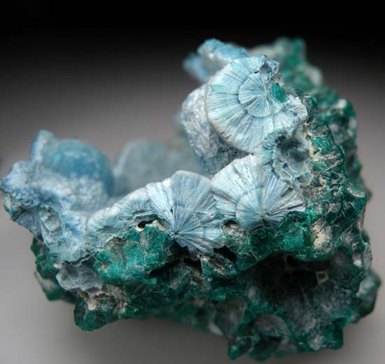Shattuckite over Dioptase over Calcite from Tantara Mine, Katanga, Dem. Republic of Congo [db_pics/pics/t827e.jpg]