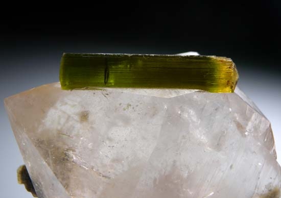 Tourmaline on Quartz from Stak Nala, Skardu, Pakistan [db_pics/pics/t861g.jpg]