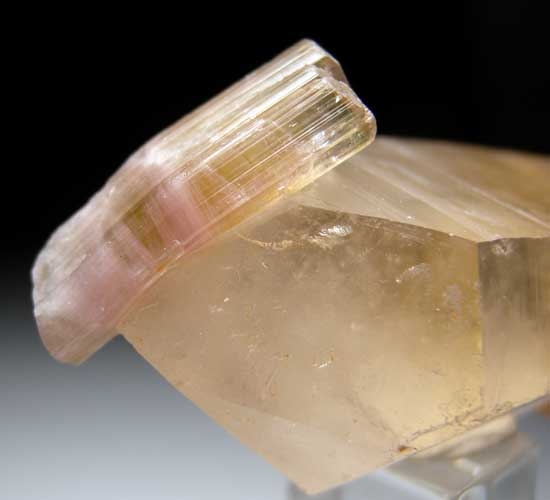 Tourmaline on Quartz from Himalaya Mine, Mesa Grande, San Diego Co., California [db_pics/pics/tu215d.jpg]