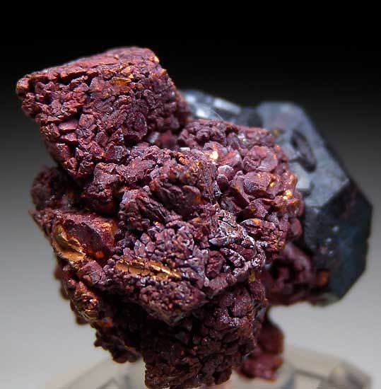 Cuprite on Copper from Poteryaevskoe Mine, Rubtsovskoe Deposit, Western Siberia, Russia [db_pics/pics/tu76c.jpg]