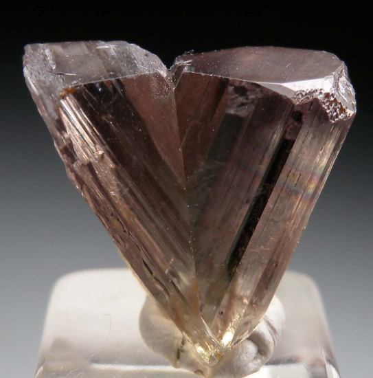 Diaspore from Milas, Mugla Prov., Turkey [db_pics/pics/v127a.jpg]