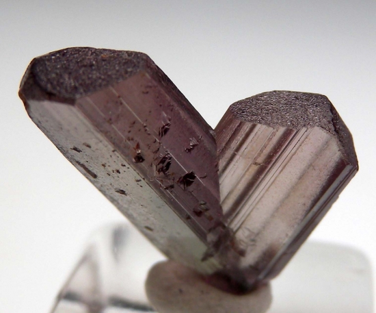 Diaspore from Milas, Mugla Prov., Turkey [db_pics/pics/v131c.jpg]