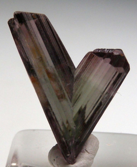 Diaspore from Milas, Mugla Prov., Turkey [db_pics/pics/v132a.jpg]