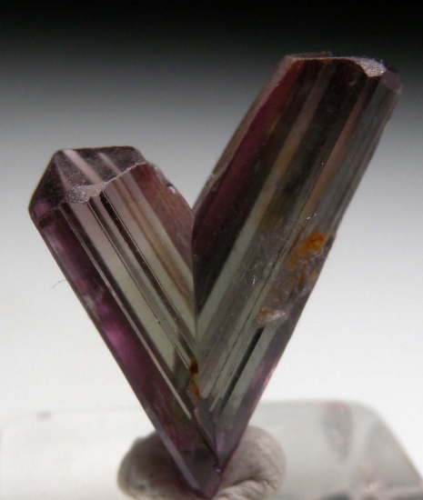 Diaspore from Milas, Mugla Prov., Turkey [db_pics/pics/v132c.jpg]